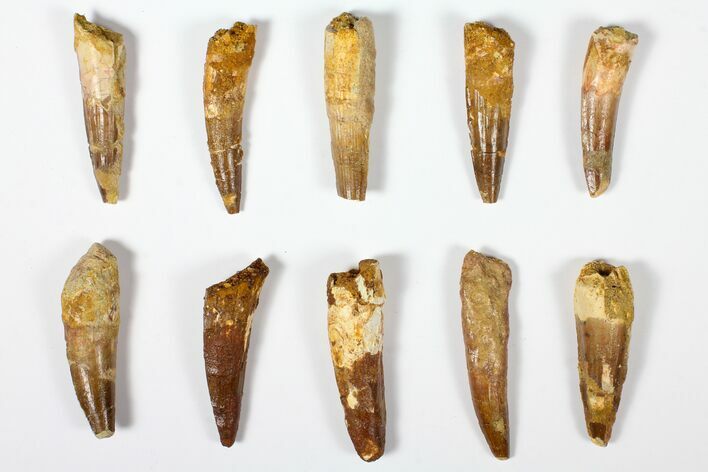 Lot: , Bargain Spinosaurus Teeth - Pieces #126260